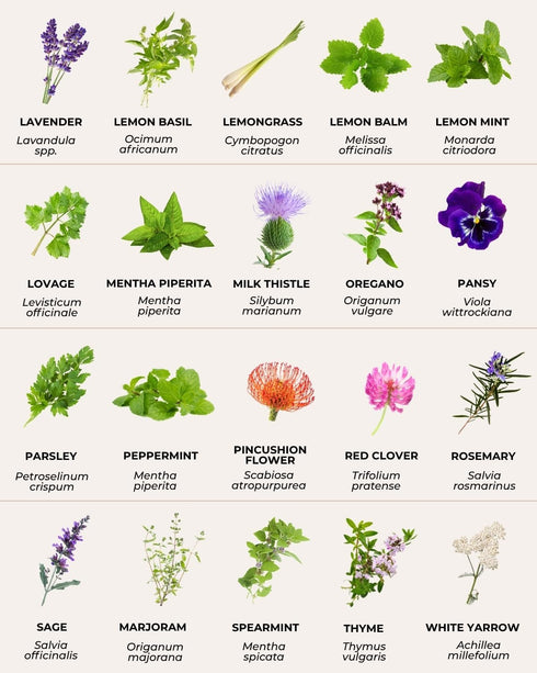 40 Pack, Tactiko Survival Medicinal & Tea Herb Seeds Variety Indoor & Outdoor Herbal Garden Kit, USA Grown Heirloom