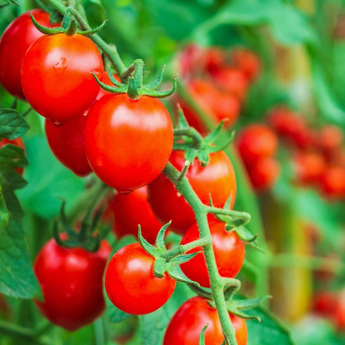 The Old Farmer's Almanac 80 Heirloom Tomato Seeds (Large Red Cherry) - Approx Seeds - Non-GMO, Open Pollinated