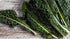 94% Gaea's Blessing Seeds - Lacinato Kale Seeds - Non-GMO Seeds with Easy to Follow Planting Instructions - Open