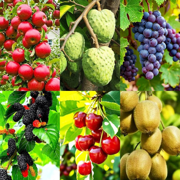 6 Types Mix Fruit Seeds for Planting Outdoor-100 Grape &100 Apple &