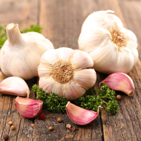 4 Bulbs Pack Bulbs Heirloom Hardneck Garlic for Planting - Music Garlic for Planting, Seed Garlic