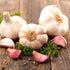 4 Bulbs Pack Bulbs Heirloom Hardneck Garlic for Planting - Music Garlic for Planting, Seed Garlic