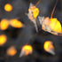9.18 10 WSgift LED String Lights, Ocean Conch Beach Themed Battery Powered ft LEDs Lights for Indoor, Outdoor