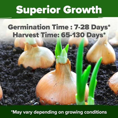 8 1600+ Bulb HOME GROWN Onion Variety Mix Heirloom Non-GMO Seeds for Planting, High Germination, Red, Yellow, White