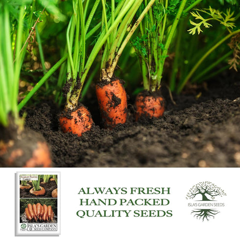 500+ 85% Scarlet Nantes Carrot Seeds for Planting Non-GMO & Heirloom Seeds, Botanical Name: Daucus carota, Germination