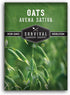 Oat Seeds for Planting Heirloom Avena Sativa Milky Oats Medicinal Herb &
