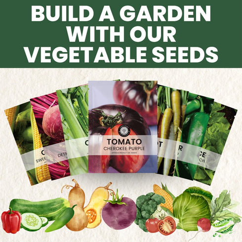 125 2026 600 Cherokee Purple Tomato Premium Seeds for Planting Rich, Juicy, Historic Heirloom for the Season Milligram