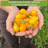 Sow Right Seeds - Yellow and Orange Tomato Seed Collection for Planting - Brandywine, Jubilee, Kelloggs Breakfast