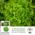 1000+ Packet Oakleaf Leaf Lettuce Seeds Heirloom Seeds per by Islas Garden Seeds, Tender Loose-Leaf Greens, Fast