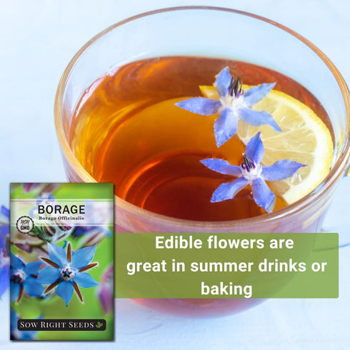 (1) Sow Right Seeds - Borage Seed to Plant - Non-GMO Heirloom Seeds - Full Instructions for Easy Planting and Growing a