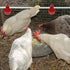 10PCS Wontee Chicken Waterer Cups Automatic Poultry Water Feeder for Chicks Turkeys Ducks Goose Quail