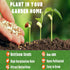 200+Elderberry Fruit Seeds - No GMO Heirloom Black Elderberry Seeds for Planting Outdoor