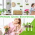 3 3 XXXFLOWER Wall Mounted Plant Terrarium with Wooden Stand PCS Hanging Planter Propagation Station with Glass Tubes