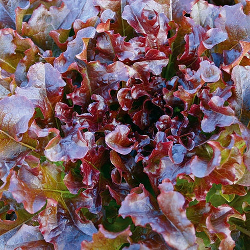 Generic 1000 Salad Bowl Red Lettuce Seeds for Planting 2+ Grams of Seeds