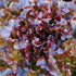 Generic 1000 Salad Bowl Red Lettuce Seeds for Planting 2+ Grams of Seeds
