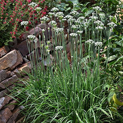 (1.5g) 90% Gaea's Blessing Seeds - Garlic Chives Seeds Non-GMO High Yield Open-Pollinated Heirloom Chinese Leek
