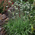 (1.5g) 90% Gaea's Blessing Seeds - Garlic Chives Seeds Non-GMO High Yield Open-Pollinated Heirloom Chinese Leek