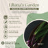 Liliana's Garden Apache Red Bunching Onion Seeds aka Red Scallion or Salad Onion | Heirloom Seeds by |