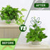 2 Packs 50 AUGSUN Plant Trellis Garden Trellis Plant Stakes Trellis for Climbing Plants Indoor Plants Metal Leaf Shape