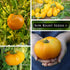 Sow Right Seeds - Yellow and Orange Tomato Seed Collection for Planting - Brandywine, Jubilee, Kelloggs Breakfast