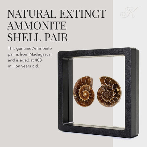 KALIFANO Extinct Natural Polished Ammonite Shell Pair, Fossil Stone from Madagascar