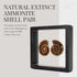 KALIFANO Extinct Natural Polished Ammonite Shell Pair, Fossil Stone from Madagascar