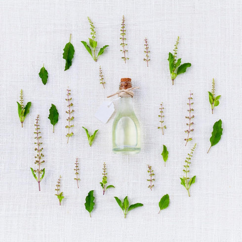 Set 12 Medicinal Herb and Flower - Varieties of Non-GMO & Heirloom Flowers and Herbs - Basil, Cilantro, Calendula