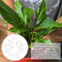 PEUTIER Monstera Shaped Plant Stand, Acrylic Flower Shape Plant Support Stakes Plant Growth Accessories for Indoor