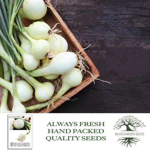 500+ Crystal White Wax Onion Seeds (Allium cepa) Non-GMO Heirloom Seeds by Islas Garden Seeds, Small Pearl-Style Onions