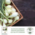 500+ Crystal White Wax Onion Seeds (Allium cepa) Non-GMO Heirloom Seeds by Islas Garden Seeds, Small Pearl-Style Onions