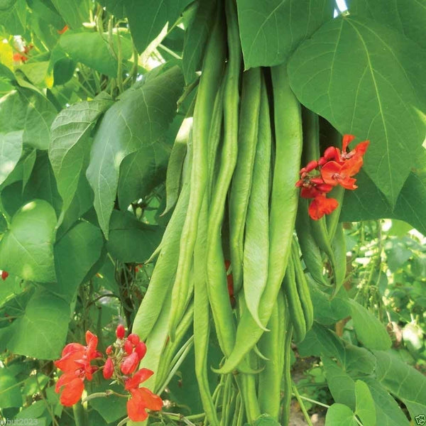 SVI Scarlet Emperor Runner Bean Non-gmo British Heirloom Organically Grown. 50 Seeds