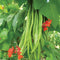 SVI Scarlet Emperor Runner Bean Non-gmo British Heirloom Organically Grown. 50 Seeds