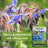 (1) Sow Right Seeds - Borage Seed to Plant - Non-GMO Heirloom Seeds - Full Instructions for Easy Planting and Growing a
