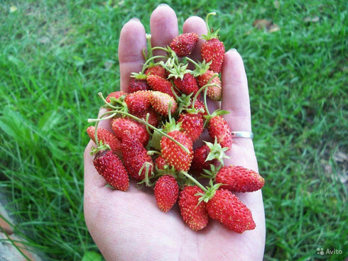 SeedsUA Seeds Alpine Strawberry Aleksandria Red Everbearing Indoor Berries Fruits for Planting Non GMO