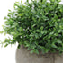 Velener Mini Sage Green Potted Boxwood Topiary, Artificial Plants for Home Decor, Indoor, Small Fake Plant
