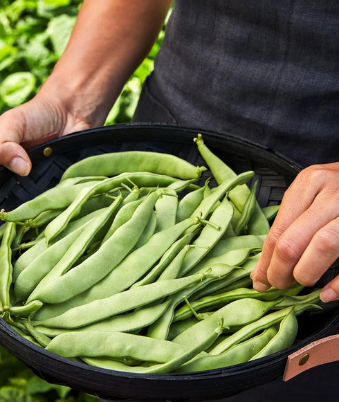 2 Burpee Early Italian Bush Bean Seeds ounces of seed