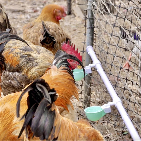 8PC 1/2" 50% Chicken Water Cups with PVC Tee Fittings for Pipe, Automatic Chicken Watering System, Anti-Leak, Holds