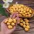 30pcs Lorigun Mini Artificial Potatoes, Lifelike Fake Potatoes Simulation Mini Vegetable for Home Kitchen Decoration