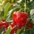 600+ 10 Pepper Seeds, Heirloom Vegetable Seed for Planting Indoor Outdoor, Varieties Hot and Bell Pepper (Capsicum