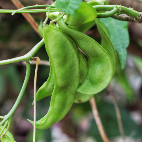 Seed Needs Lima Bean Seeds for Planting Henderson Lima Beans - Non-GMO Heirloom & Untreated Vegetable Seed to Plant a
