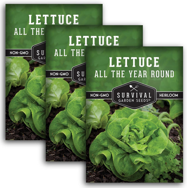 All the Year Round Lettuce Seeds for Planting Slow-Bolting Butterhead Variety for