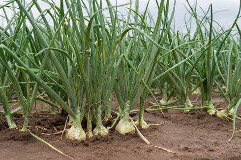 White Sweet Spanish Onion Seeds - 500+ Non-GMO Heirloom Seeds by Isla’s Garden, Ideal for Slicing & Cooking