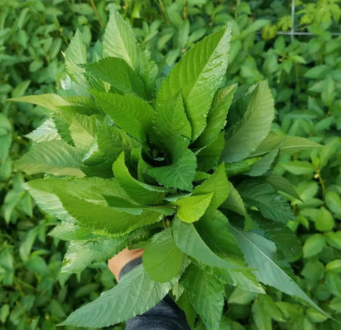 3000+ Organic Egyptian Spinach Seeds - Non-GMO Heirloom for Outdoor Planting
