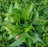 3000+ Organic Egyptian Spinach Seeds - Non-GMO Heirloom for Outdoor Planting