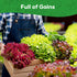5 Heirloom Lettuce Seeds - Varieties, Non-GMO Seeds for Planting - Black Seeded Simpson, Iceberg, Buttercrunch, Parris