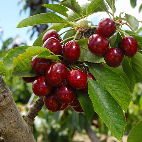 6 Outdoor-100 &100 100 10 &10 Mulberry 20 Types Mix Fruit Seeds for Planting Grape Apple & Kiwi & Cherimoya & Cherry