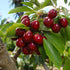 6 Outdoor-100 &100 100 10 &10 Mulberry 20 Types Mix Fruit Seeds for Planting Grape Apple & Kiwi & Cherimoya & Cherry