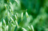 Eretz (1lb) White Oat Seed by - CHOOSE SIZE! Oregon Grown Oat Grains- No Fillers, No Coatings, No Weed Seeds
