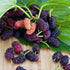 6 Outdoor-100 &100 100 10 &10 Mulberry 20 Types Mix Fruit Seeds for Planting Grape Apple & Kiwi & Cherimoya & Cherry