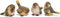 RAZ Imports Striped Wing Bird Resin Decorative Tabletop Figurine, Set of 4, 2.5 x 2.25 inch, Sage Green